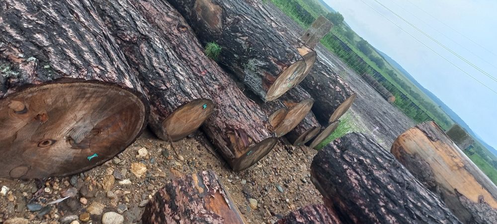 Bustean LARICE  de vanzare