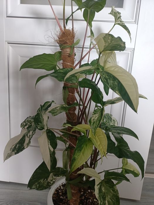 Продам Сингониум Империал Вайт