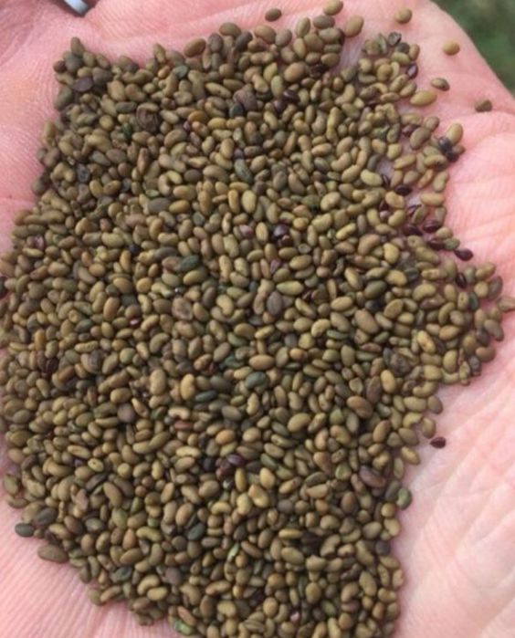 Семена люцерны. Арпеже семена люцерны. Сорта семян люцерны. Семена люцерны на озоне. Семена люцерны на озоне.