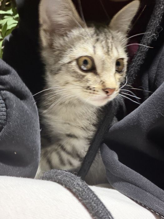 Котенок ищет добрые руки