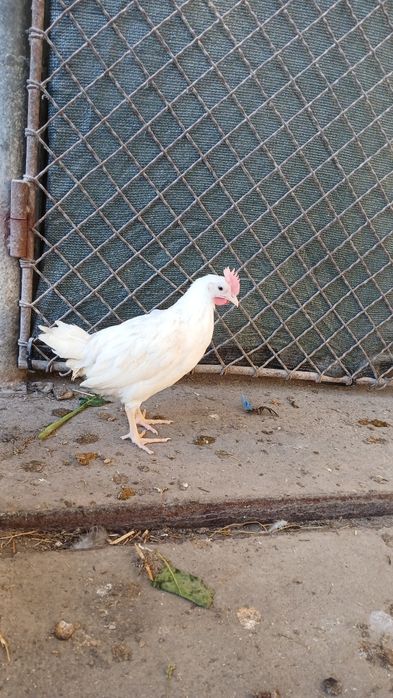 Cocoșei leghorn din 07 martie, italian, ameraucana