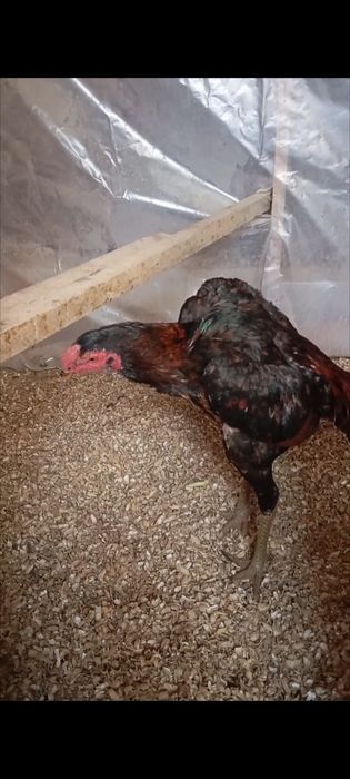 Тонка дакан тухумлари сотилади