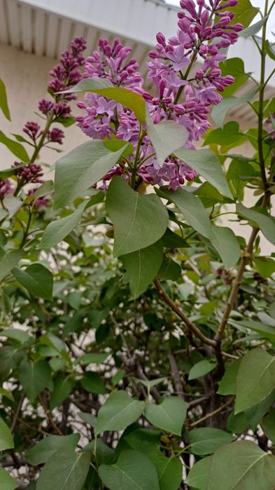 Продам сирень по 500 тнг