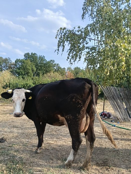 De vânzare vaca tânără și  bună de lapte