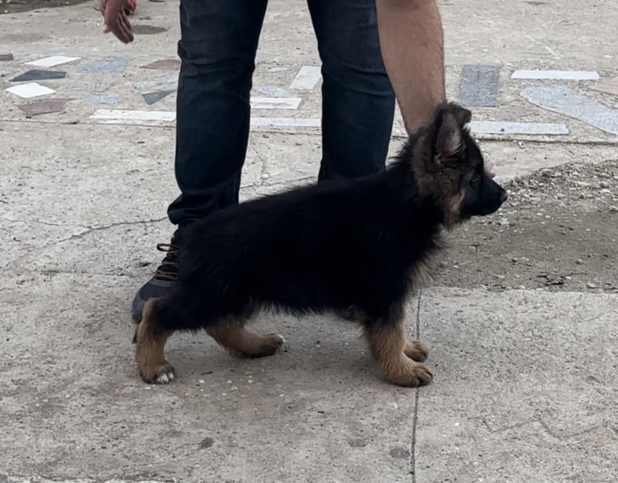 Femela ciobanesc german par lung cu pedigree