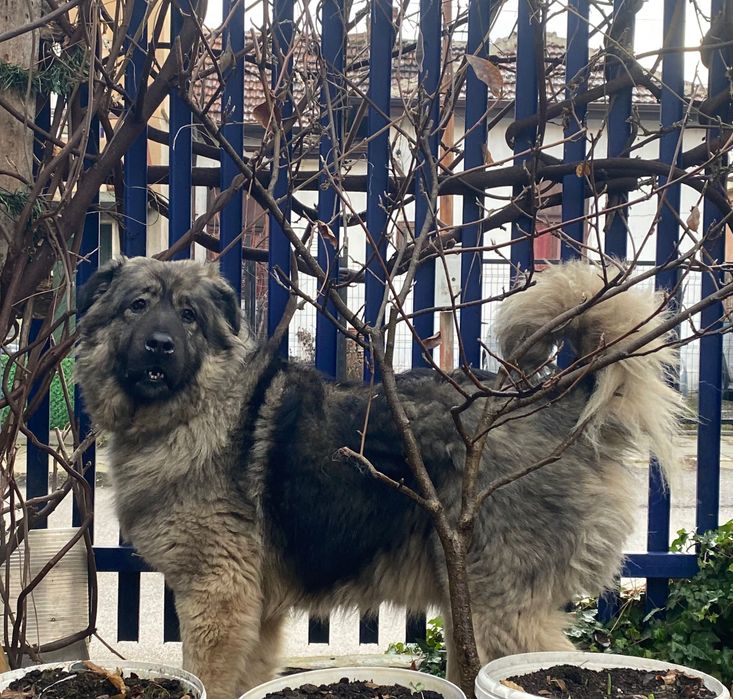 Мецанка търси дом