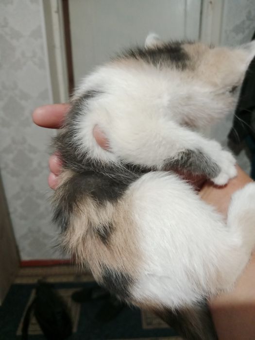 Отдам котят в хорошие руки
