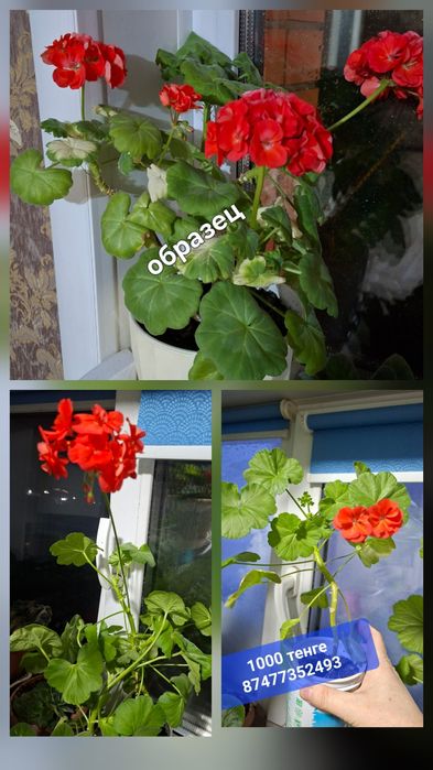 Продам алую герань