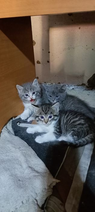 Отдам бесплатно!