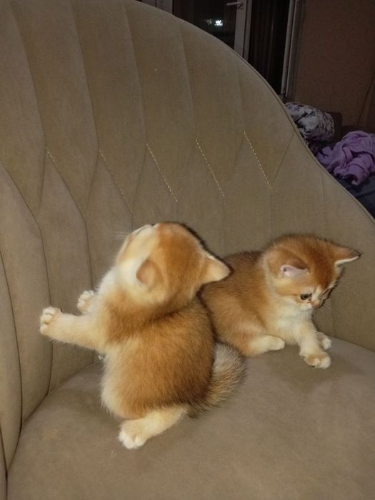 Продам Британские котята шиншилла