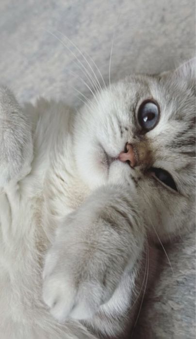 Котята скоттиш страйт БРОНЬ