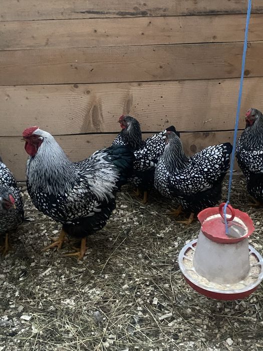 Oua incubat wyandotte