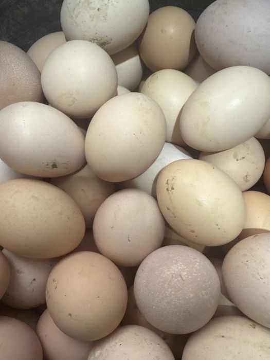 Продаю домашние яйца