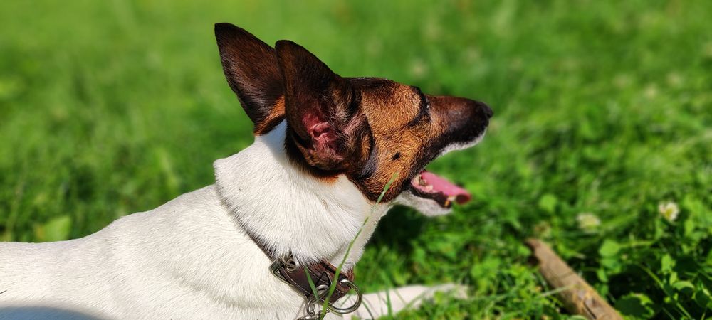 Гладкошёрстный фокстерьер. Вязка!