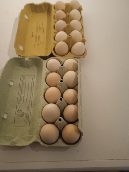 Oua Australorp pentru incubat