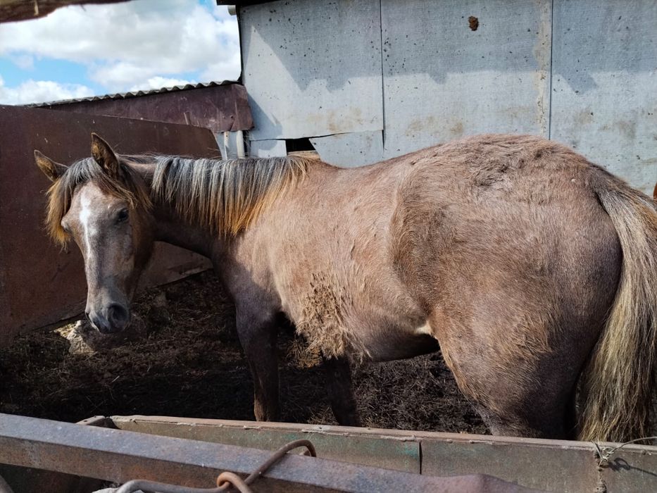 Продам кобылку на племя или откорм