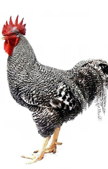 Продам петух доминант 2 летний большой, можно на мясо