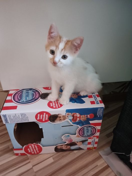 Мъжки котета на 3 месеца търсят дом