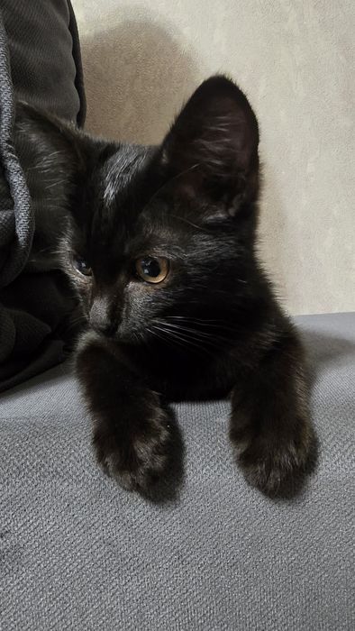 Отдам котёнка в добрые руки