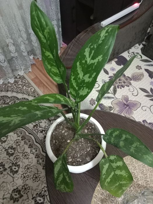 Аглаонема продам