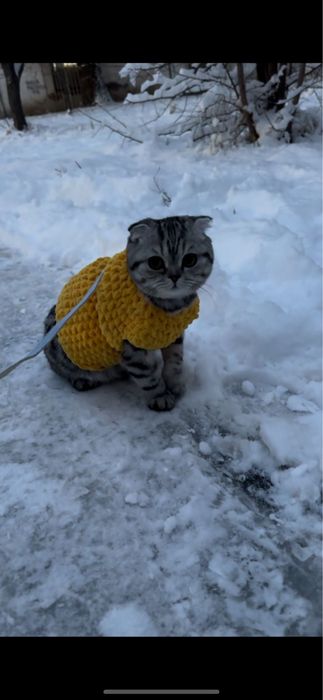 Шотландская кошка