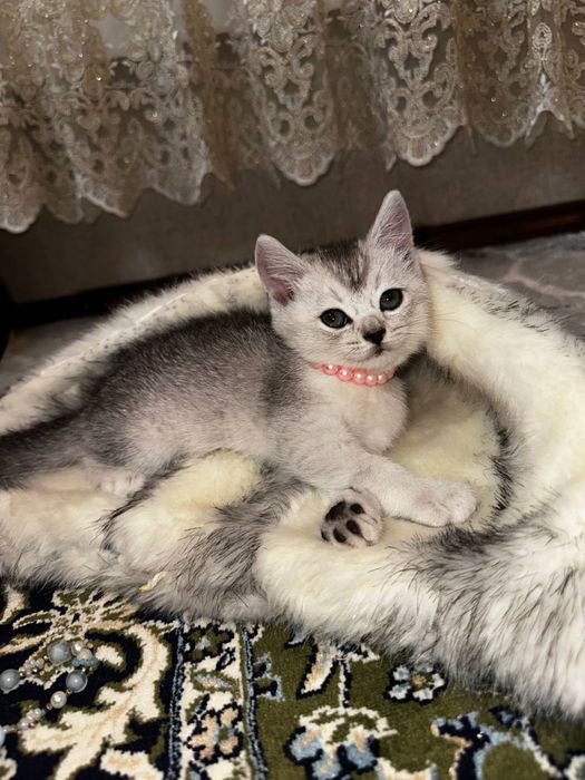 Кошечка 2 месяца умная ласковая лоток знает