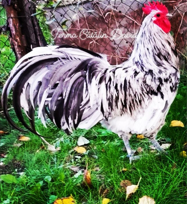 Oua incubat Australorp Negru Albastru Splash