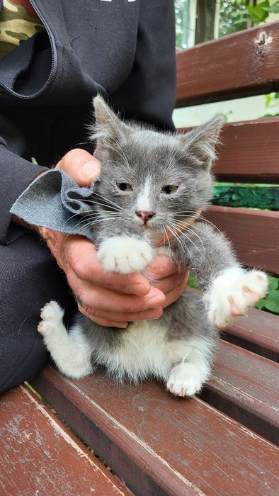 Дарю очень красивых котят