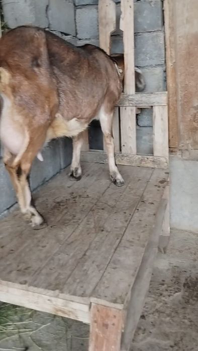 Нубийский салынды ешкі сатылады