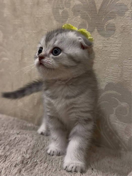 Шотланские котята