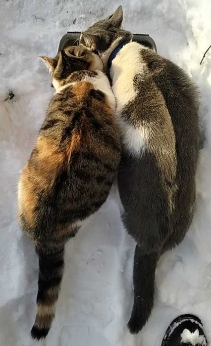 Пропала кошка. Помогите найти!