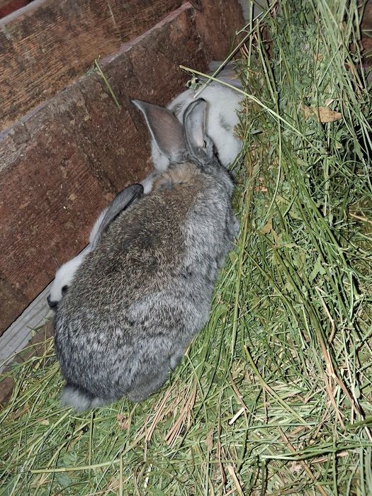 Продаю кроликов  от 2000 выше