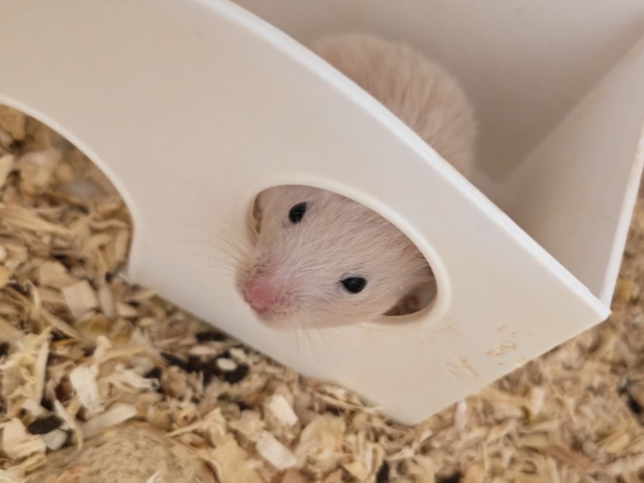 Donez PUI de hamsteri sirieni