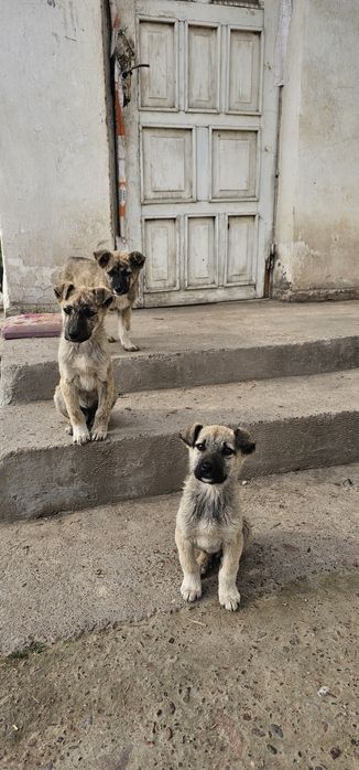 Крупные щенки в добрые руки