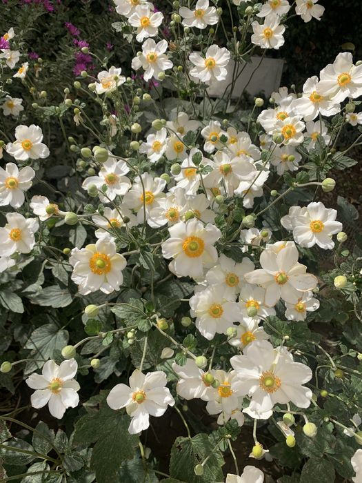 Продам морозник, садовые многолетние цветы