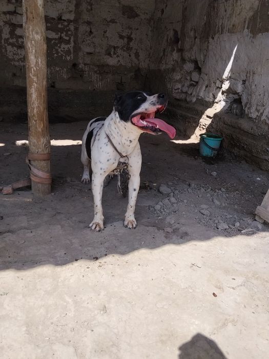 Сотилади 7 ойлик еркак