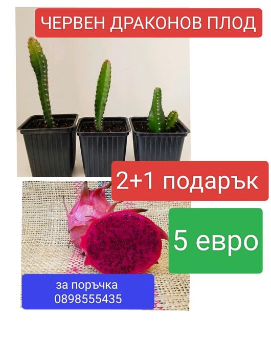 Червен драконов плод растения 2+1 подарък