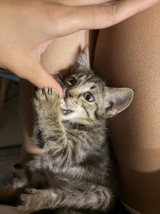 Котенок мальчик бесплатно