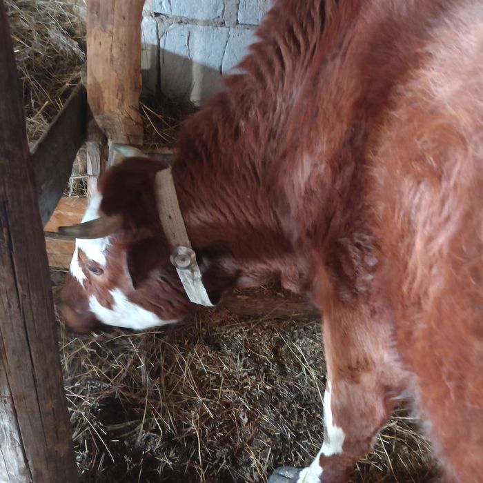 Продаю дойная корова