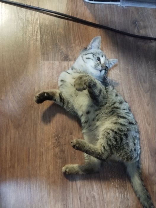 Крошка ищет свою семью!