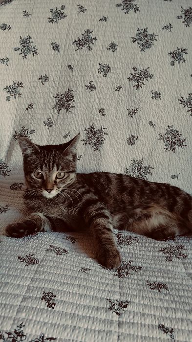 Продается кошка бесплатно