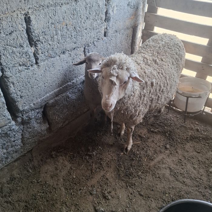 Продам матку с ягненком