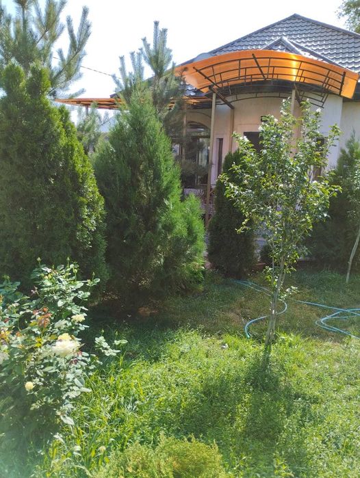 Туи пышные в количестве 5-ти шт...