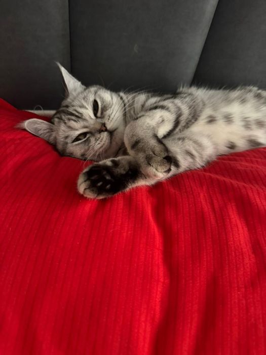 Шотландская кошка