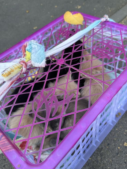 Отдается котенки