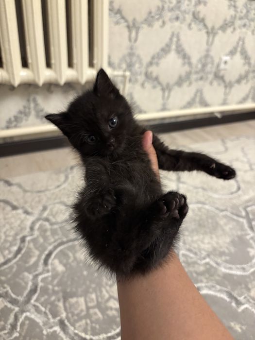 Шотландские  котята