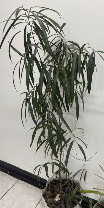 Фикус беннедийка