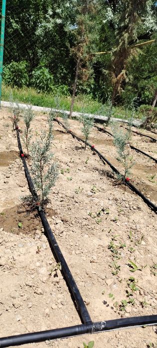 Tomchilatb sug'orish tizimi  Система капельного орошения
