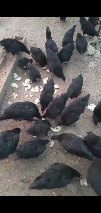 Puicuțe și cocoșei au peste 4 luni