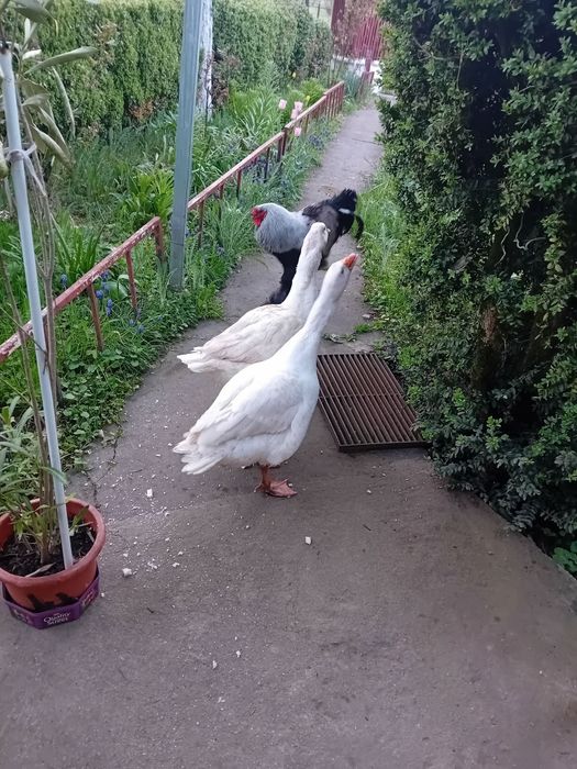 Oua de gasca pentru incubat